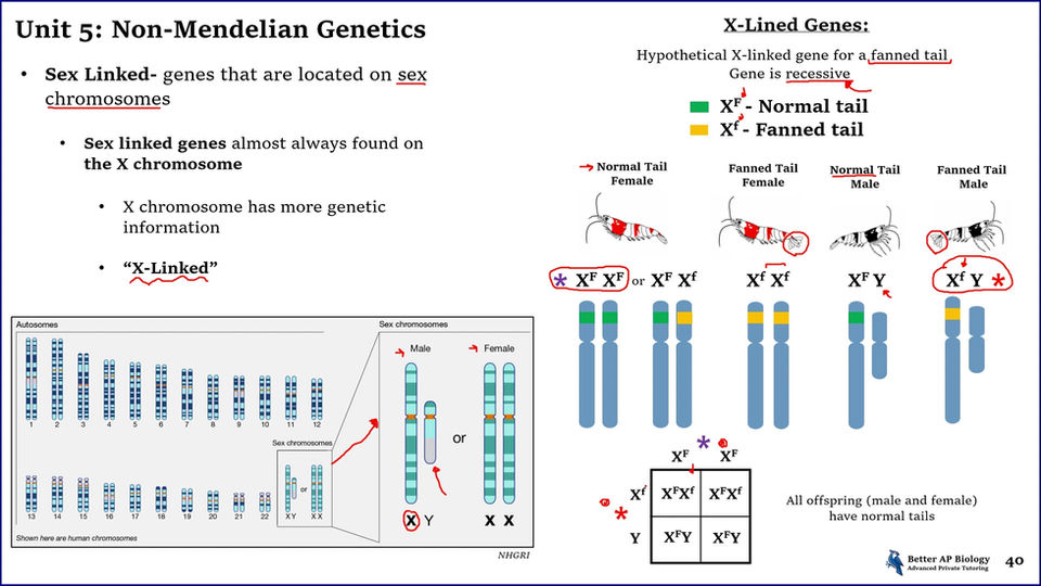 L4- Non-Mendelian Genetics